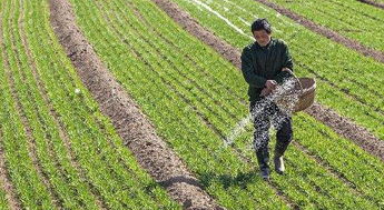 专家提出春季小麦施肥建议