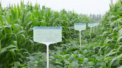 禹城:大豆玉米带状复合种植长势良好 “除草难”有望破解