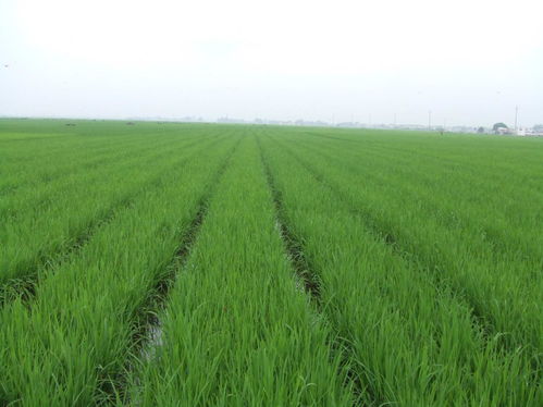 湖北稻田绿色低碳技术研究取得新进展